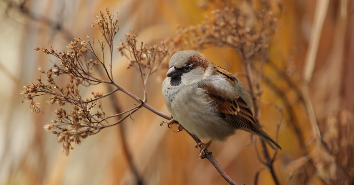 Why does the mugger that Finch pays off react this way? - Close-Up Photo of Brown Bird