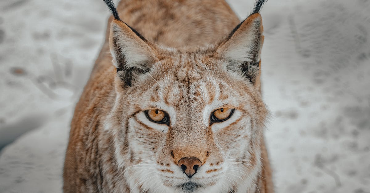 Why does the predator only come in the hottest seasons? - Wild lynx with white and brown fur standing on snowy terrain in countryside in winter day while looking at camera with yellow eyes
