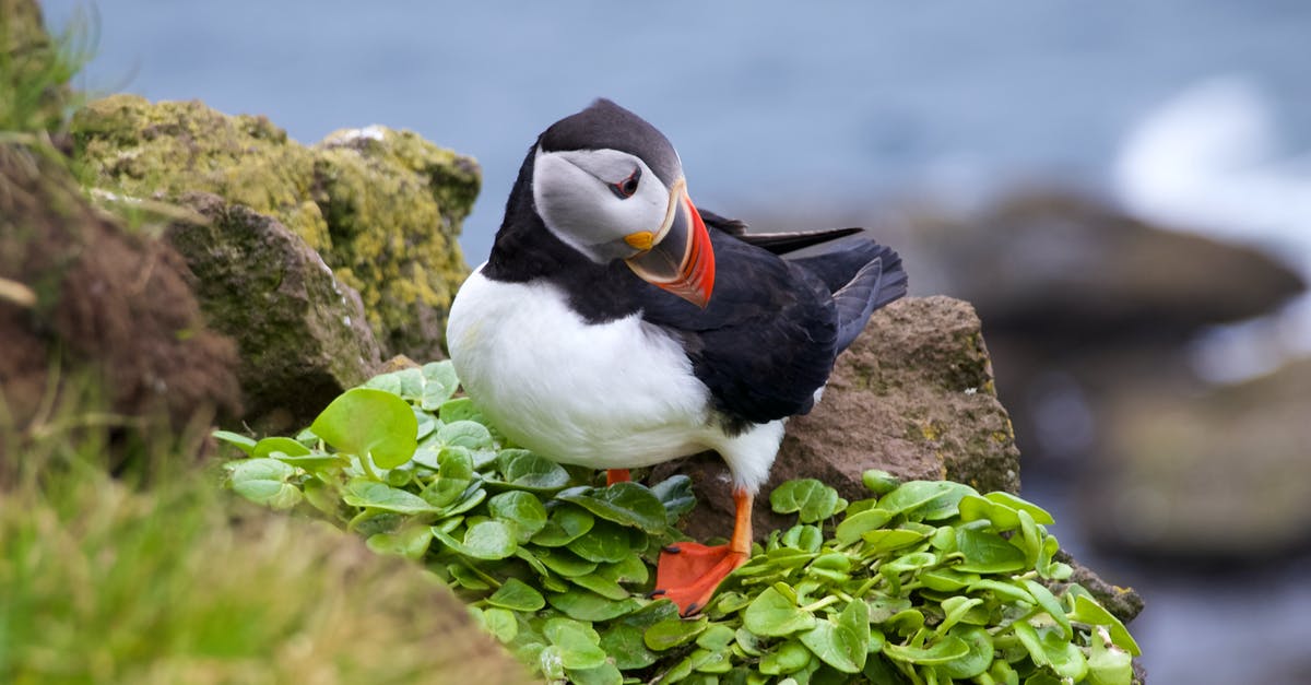 Why does the species of Gemma's bird change? - An Atlantic Puffin Standing by a Cliff