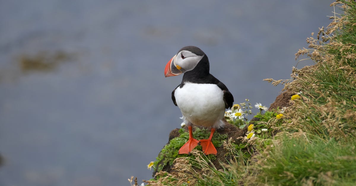 Why does the species of Gemma's bird change? - An Atlantic Puffin Standing by a Cliff