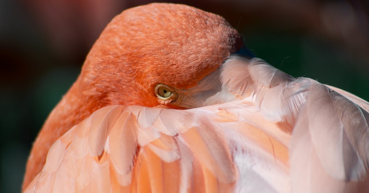 Why does the species of Gemma's bird change? - Head of a Pink Flamingo