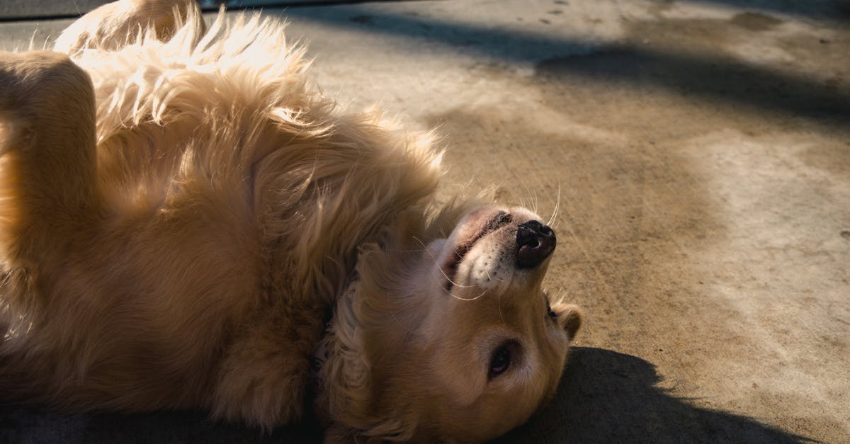 Why does the survivalist lie down outside after getting wounded? - Adult Golden Retriever Lying on Concrete Road