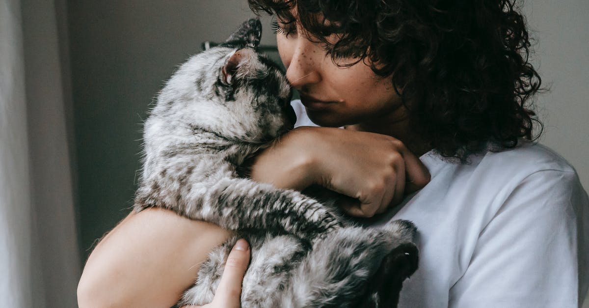 Why doesn't Grey allow Anastasia to touch him? - Crop calm female in white t shirt embracing adorable fluffy cat with gray fur