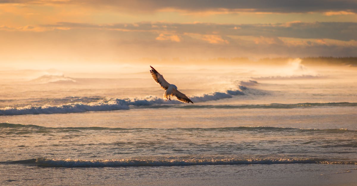 Why doesn't Māui fly over Te Kā instead of fighting and getting through it? - Bird Flying Over Rolling Ocean Waves