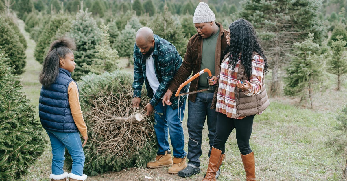 Why doesn't Mido remember her father when she first saw him, despite the hypnosis process? - Black family carrying Christmas tree sawn on farm with spruces