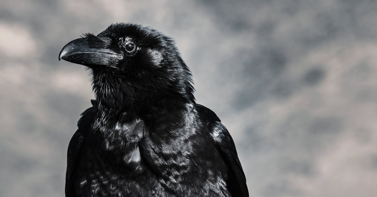 Why doesn't Raven tell Ben about Dr Sleevemore et al? - Selective Focus Photograph of Black Crow
