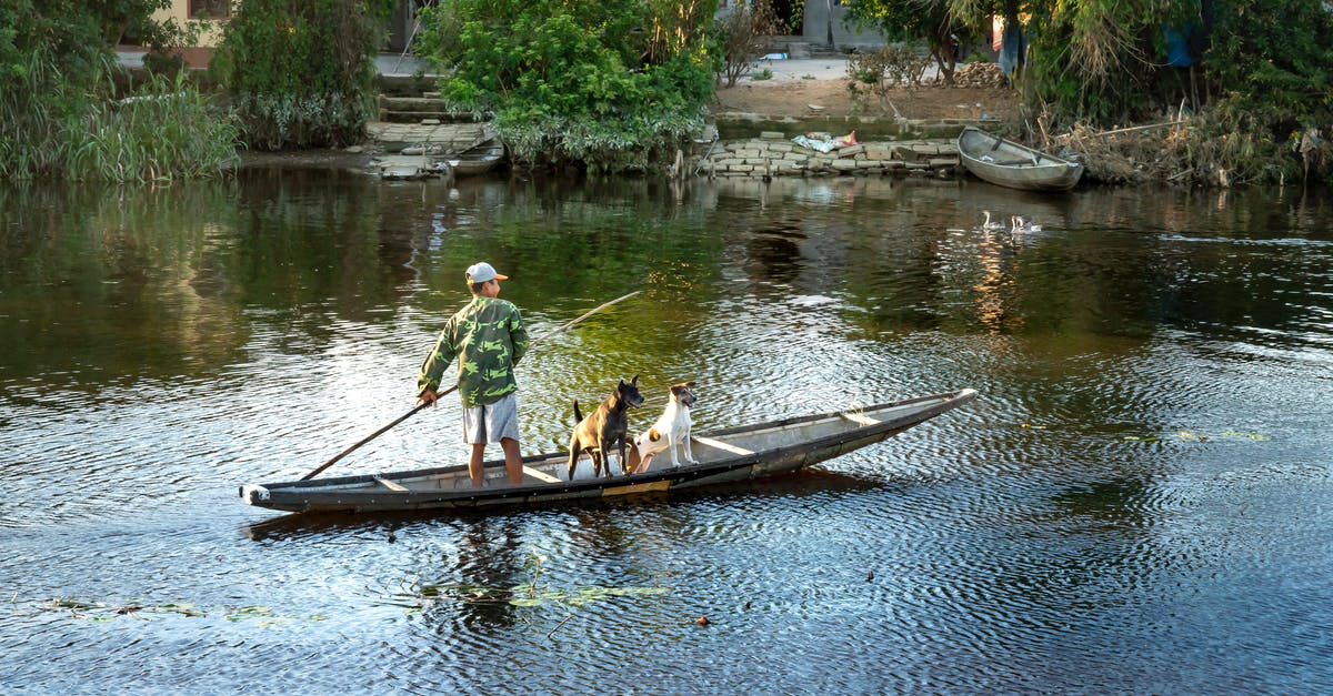 Why don't the live action Ninja Turtles movies stick with Splinter's back story from the animated series? - Back view of anonymous male with bamboo stick against purebred dogs in boat on rippled river