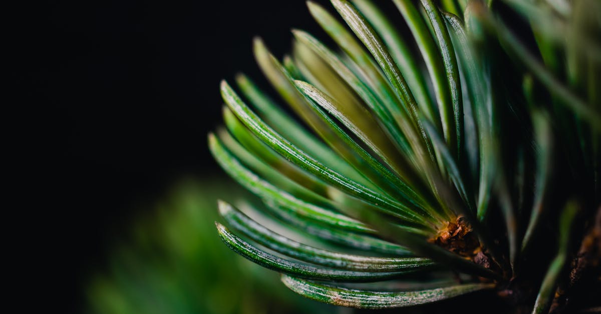 Why file an FIR in A Wednesday? - A Close-Up of Fir Leaves