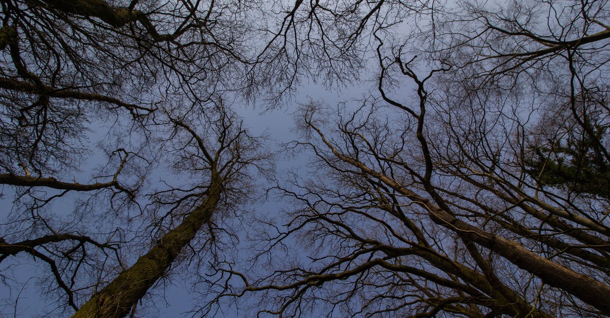 Why has the contract been renewed for another season when it has a low viewership? - Low Angle Shot of Tall Leafless Trees