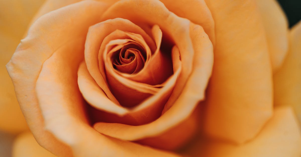 Why is A Clockwork Orange considered great? - Close-up on Orange Rose Flower