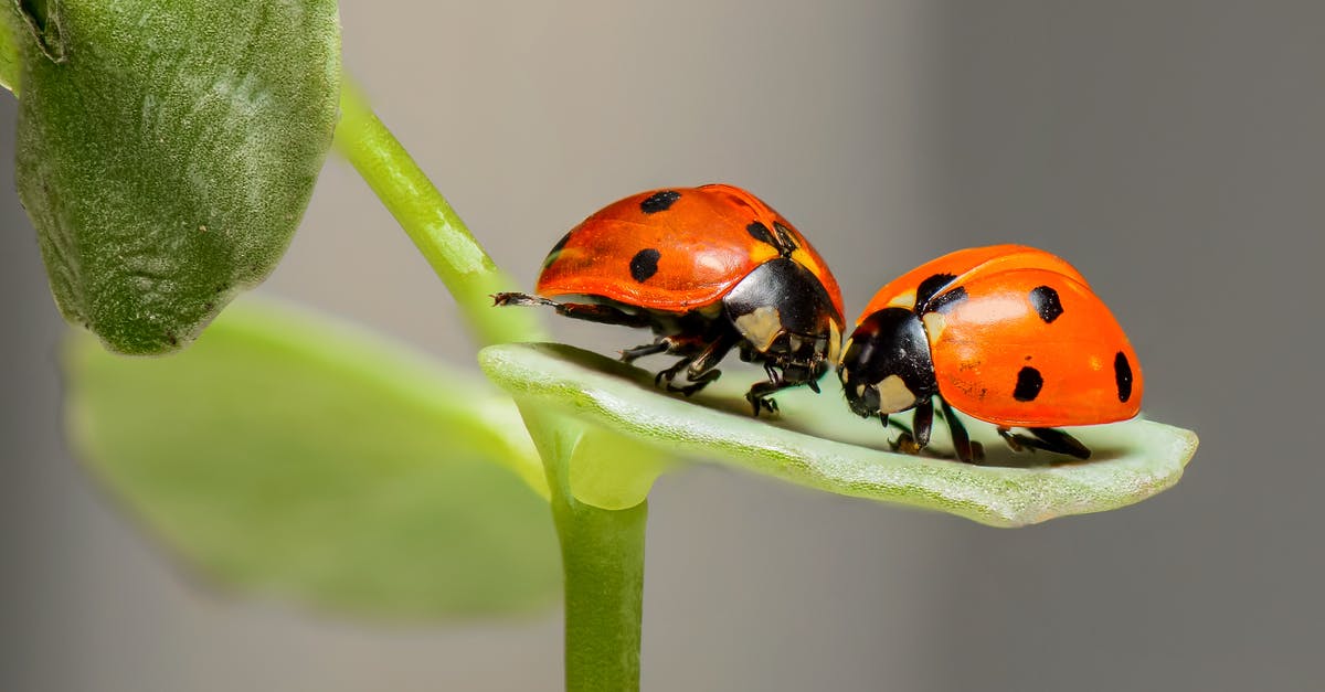 Why is Bugs Bunny's first name "Bugs"? - 2 Lady Bug on Green Leaf