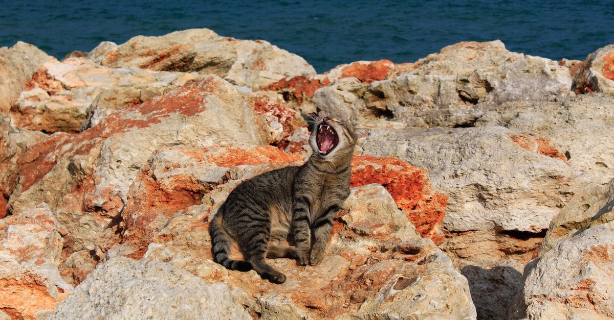 Why is Curtus Hooks always yawning - Cat Lying on Rocks Yawning 