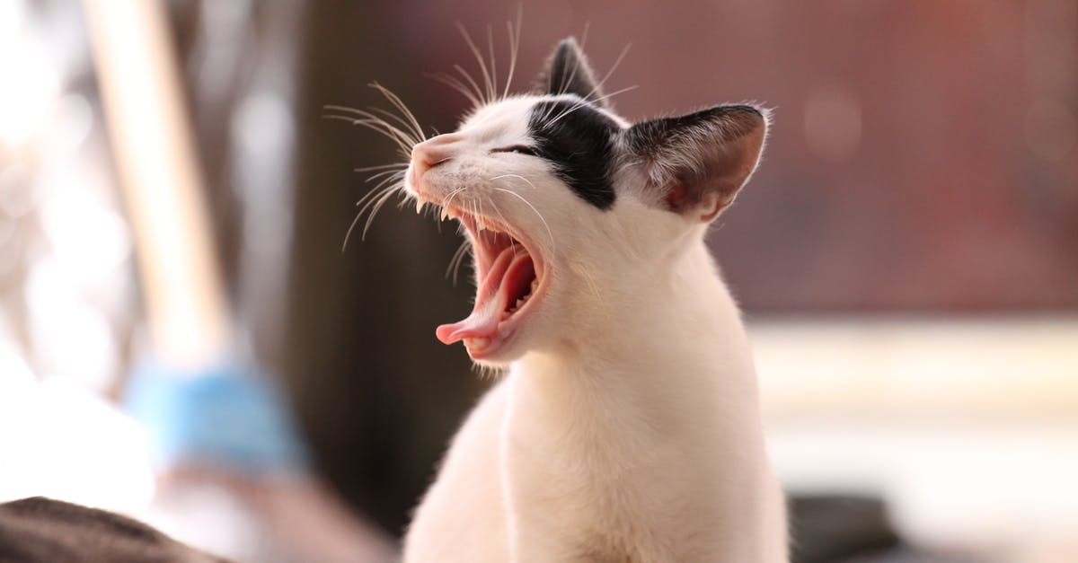 Why is Curtus Hooks always yawning - Close-up Photo of a Yawning Cat 
