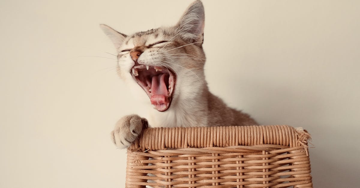 Why is Curtus Hooks always yawning - Close-up Photo of Cute Cat Yawning