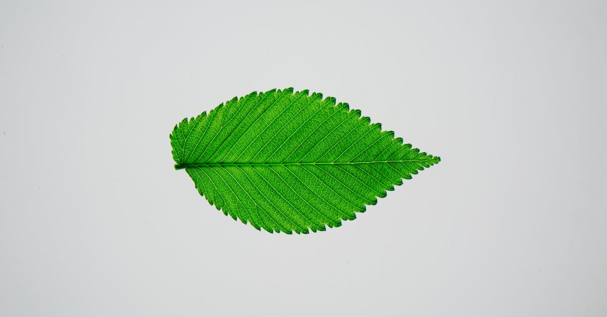 Why is it 'Elm' in 'A Nightmare on Elm Street'? - Single fresh green leaf of elm tree with spiky edges on white background