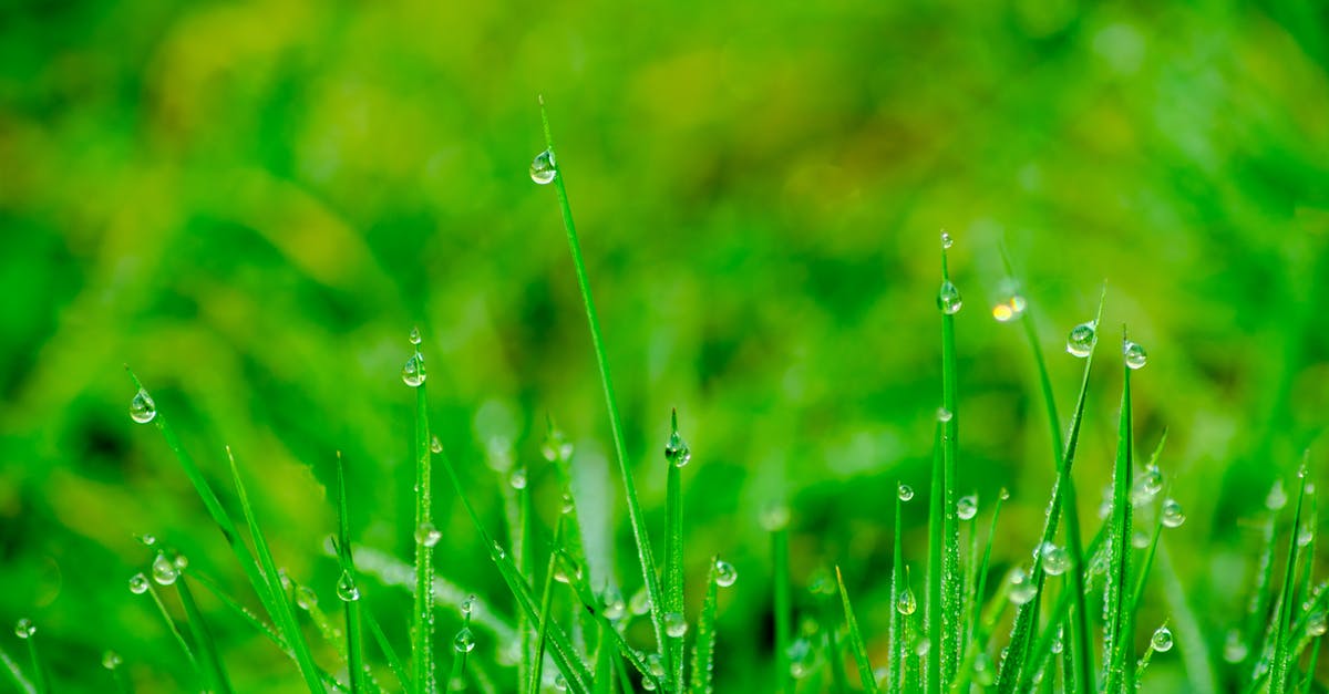 Why is it always raining in Blade Runner universe (Los Angeles)? [duplicate] - Macro Photography of Green Grass Field