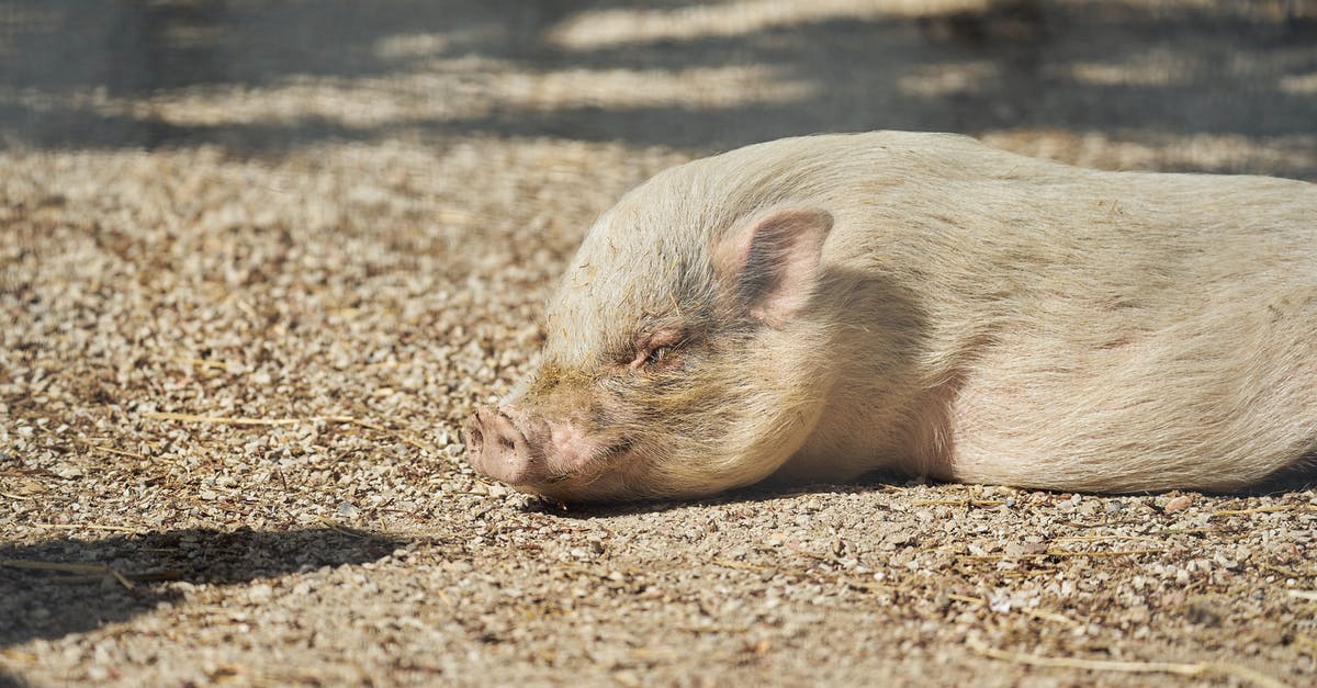 Why is Peppa a Pig? - A Close-Up Shot of a Mini Pig Sleeping