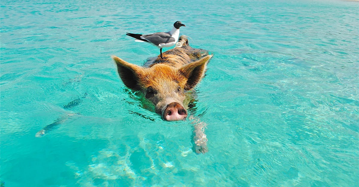 Why is Peppa a Pig? - White and Gray Bird on the Bag of Brown and Black Pig Swimming on the Beach during Daytime