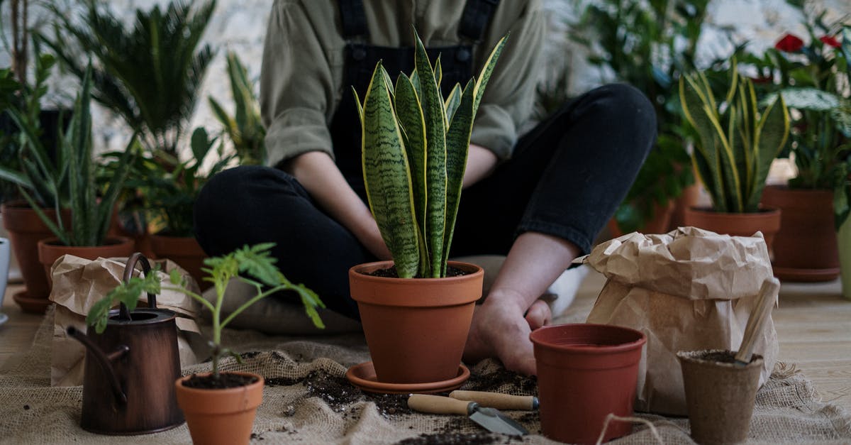 Why is Rake Called Rake? - Photo of Person Sitting Near Potted Plants