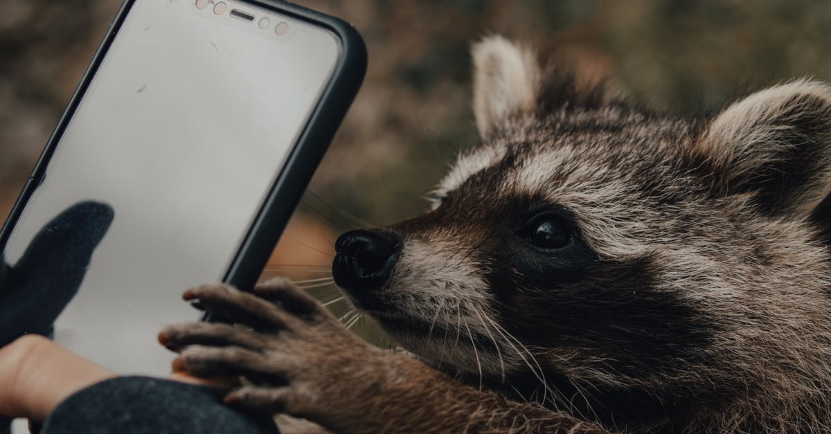 Why is Rocket Raccoon obsessed with artificial body parts? - Person taking photo of raccoon on smartphone in nature