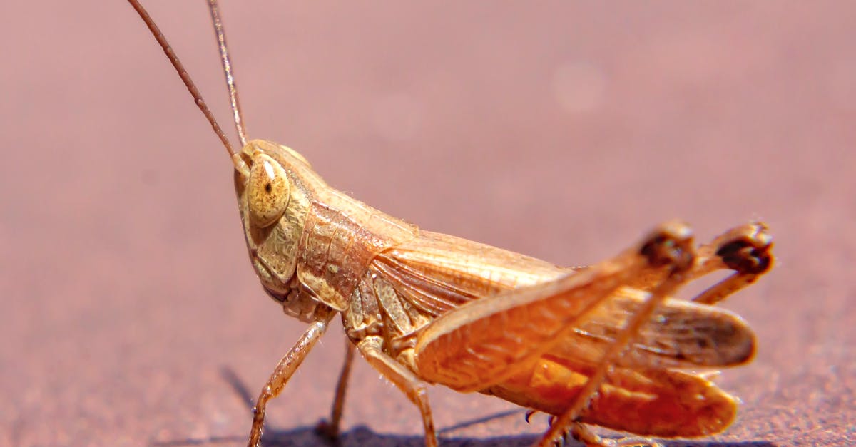 Why is Skinner so awkward in Hot Fuzz? - Brown Grasshopper on Brown Sand in Close Up Photography