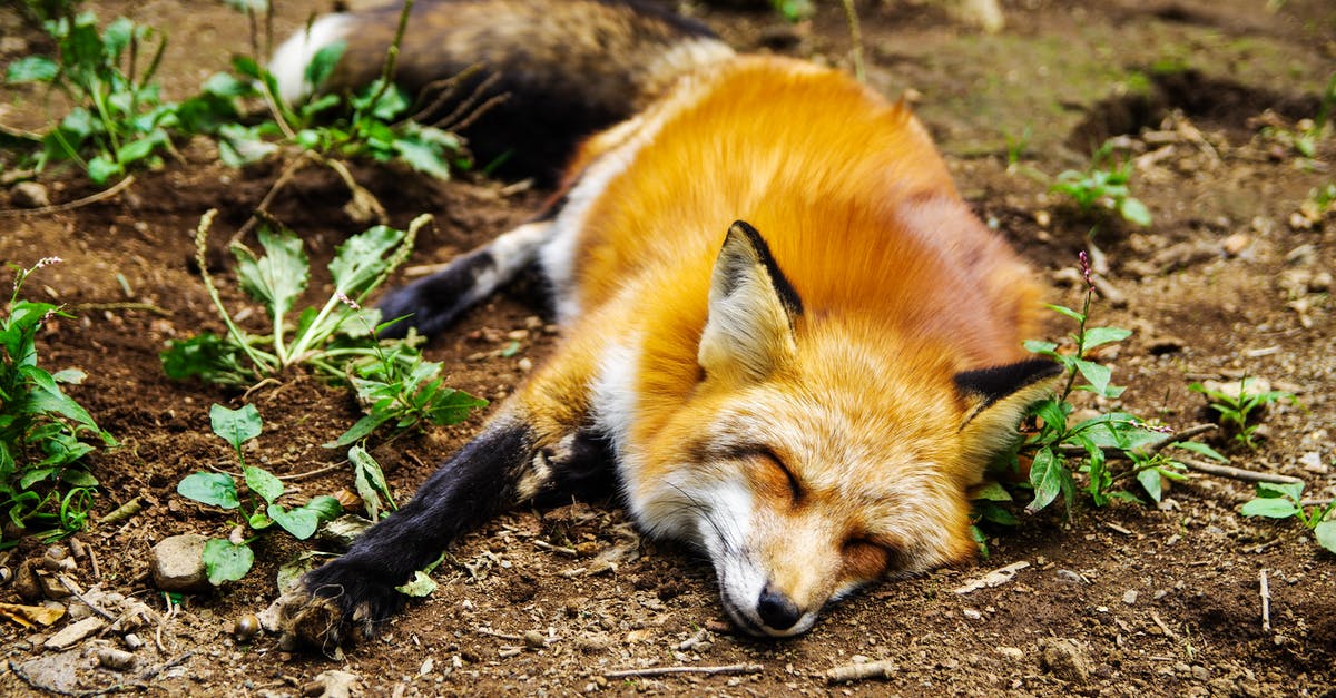 Why is the dog in The Call of the Wild done with CGI? - Red Fox Lying on Ground