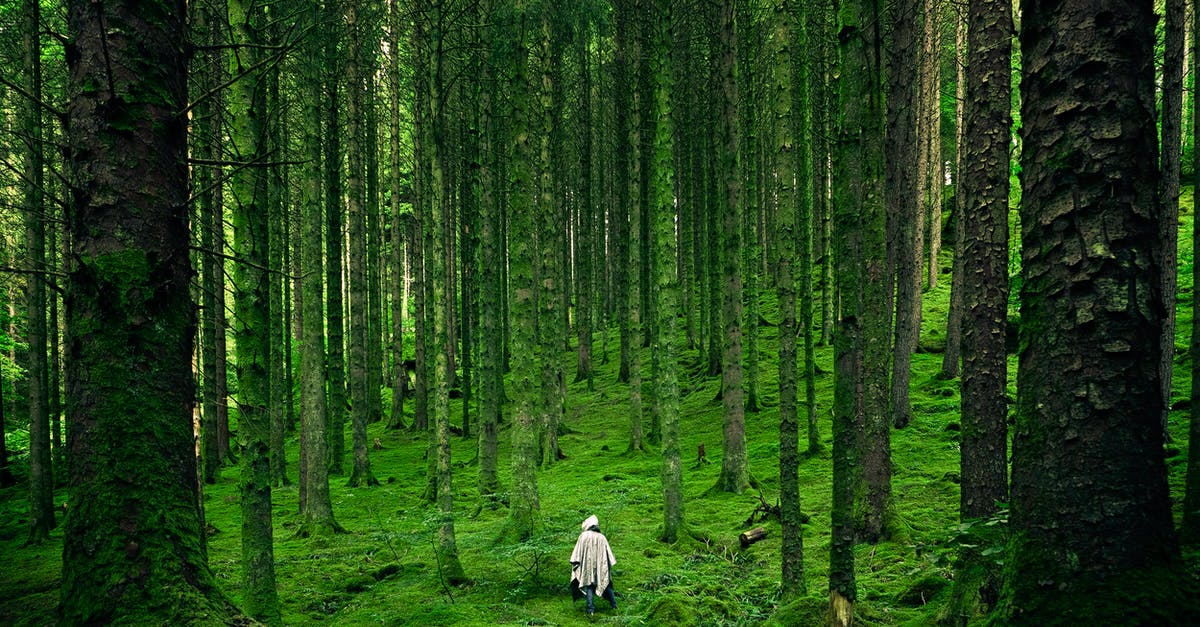 Why is the ghost of Vitruvius on a string? - Person Walking Between Green Forest Trees