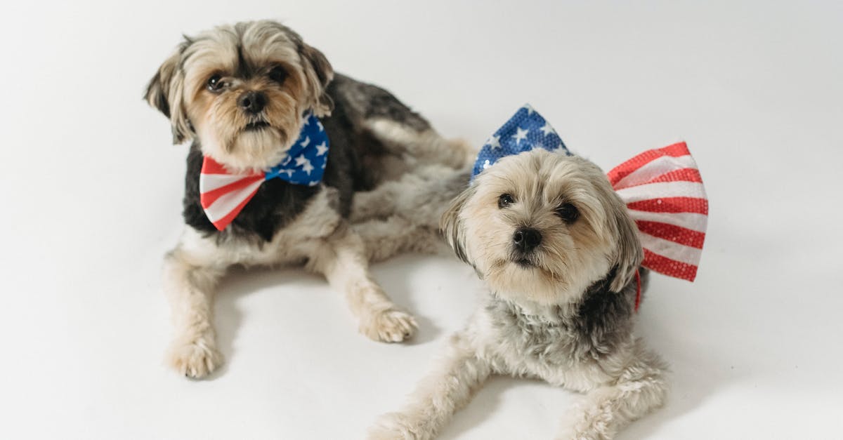 Why is the United States blamed for the events of Battle Royale II? - Cute fluffy Yorkshire Terriers with bow ties colored in stripes and stars for USA Independence Day