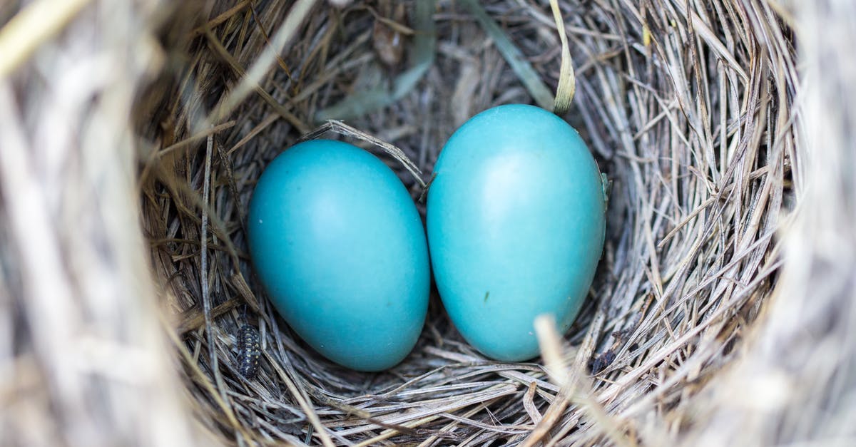 Why is there no Robin in the Nolan-directed Batman movies? - Selective Focus Photography2 Blue Egg on Nest