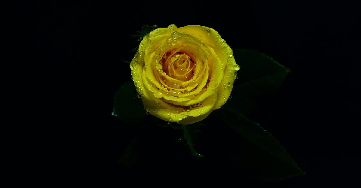 Why is there only a single parallel universe in Fringe? - Close-up Photo of Yellow Rose in Bloom