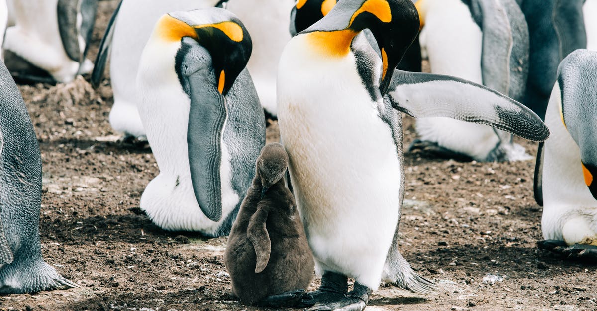 Why so many writers for Land of the Lost? - Group of king penguins with babies cleaning feather while gathering in flock on ground