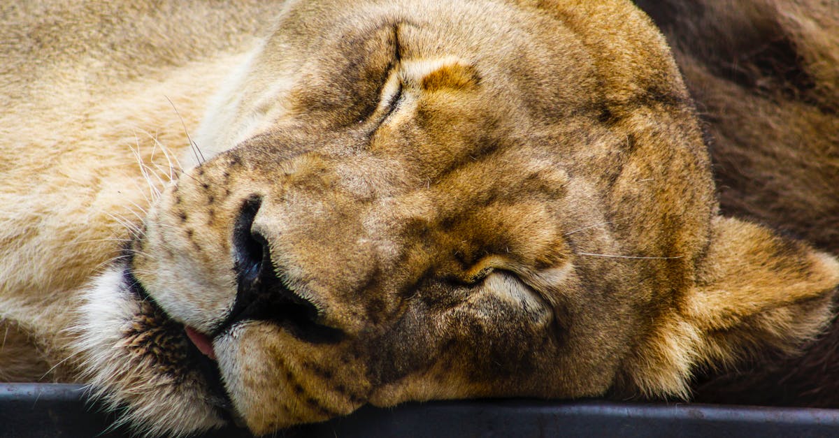 Why the movie title “The Big Sleep?” - Lioness Closing Its Eyes