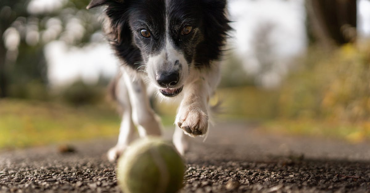Why the shift in Ned Land's character? - Tilt Shot Photo of Dog Chasing the Ball 