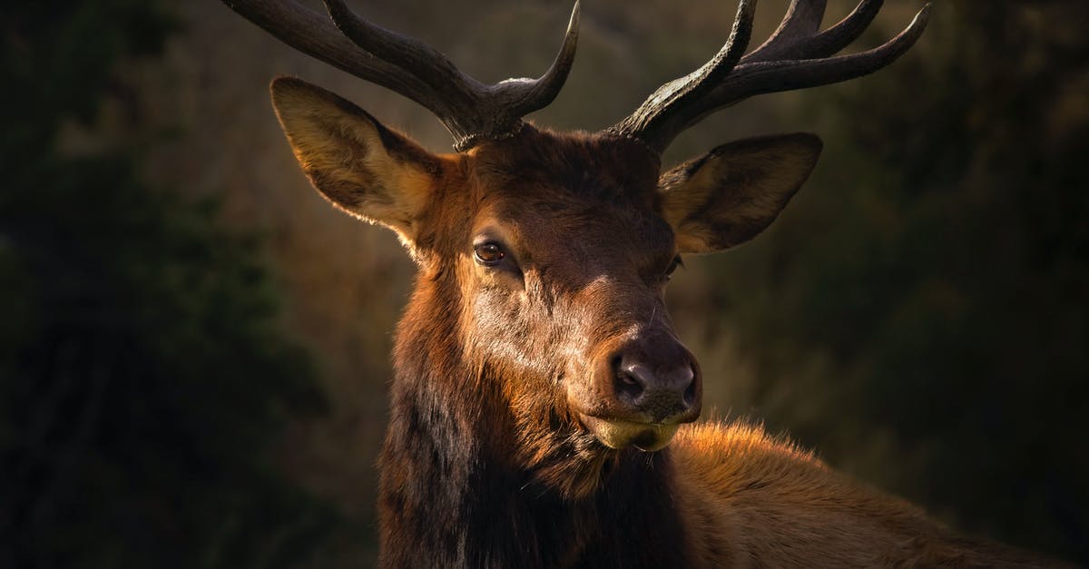 Why titling the movie with "The Killing of a Sacred Deer (2017) " - Close-Up Photo of Brown Deer