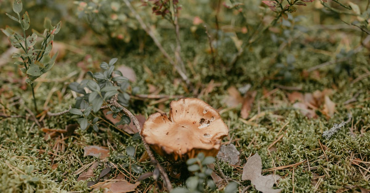 Why was Angela Moss so afraid of identity theft - Free stock photo of branch, chanterelle, clearing