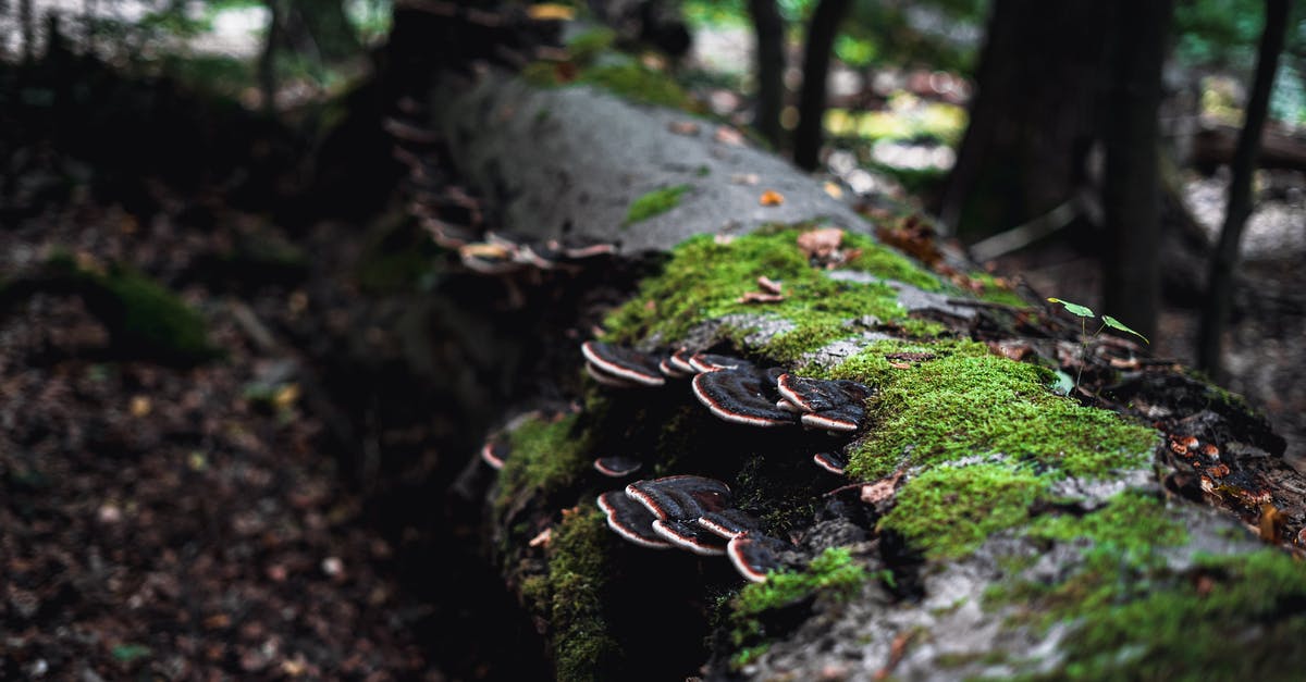 Why was Angela Moss so afraid of identity theft - Mushroom Growing on a Tree Trunk