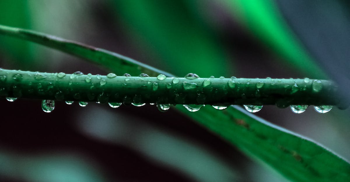 Why was Avra the first Green Lantern? - Macro Photography of Green Leaf Plant