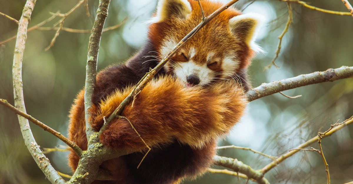 Why was Christopher Walken not credited in Sleepy Hollow? - Photo of Red Panda Sleeping on Tree Branch