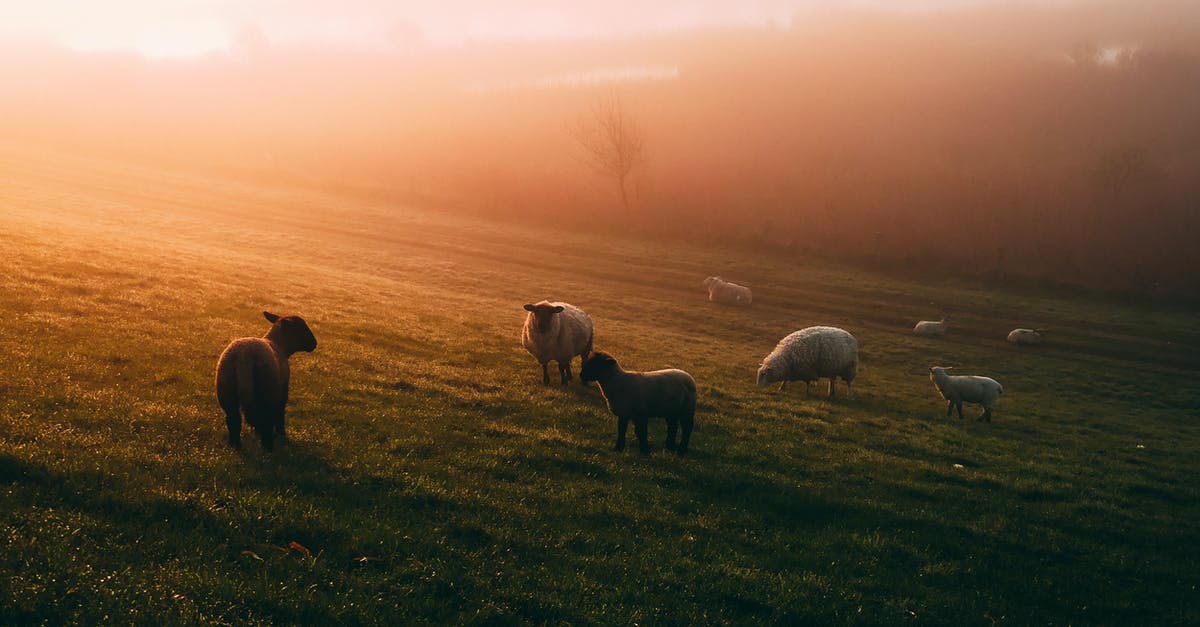 Why was Dawn Bellwether (sheep) depicted so small compared to other animals? - Photo of Sheep on Field