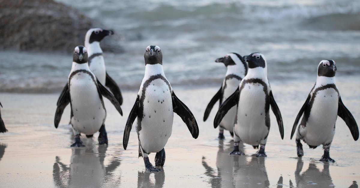 Why was Ezri Dax the polar opposite of Jadzia Dax? - Flock of Penguins Near Sea