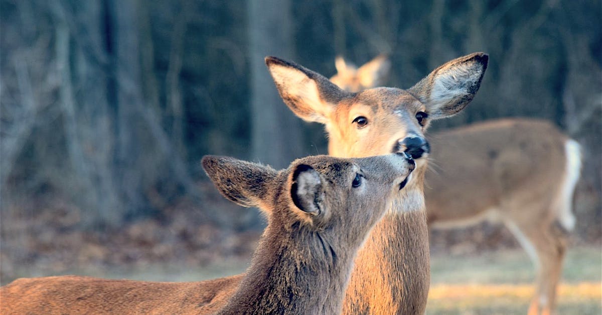 Why was John Doe cancelled? - Deer Kissing Each Other