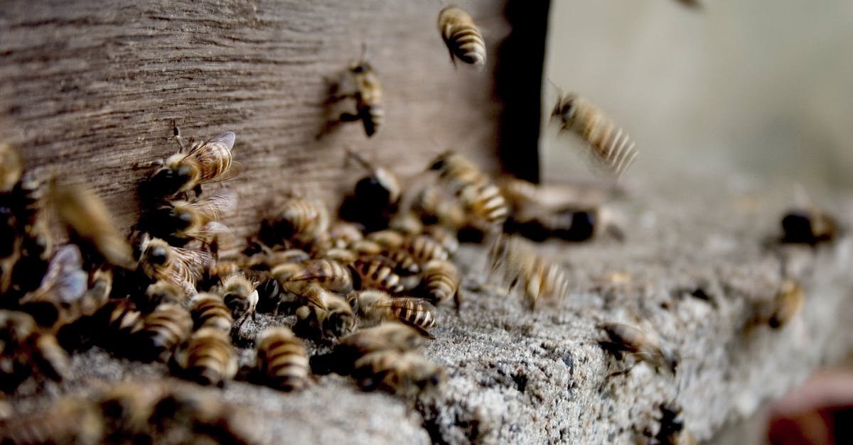 Why was Marla's life in danger according to The Narrator? - Swarm of bees making honey in hive