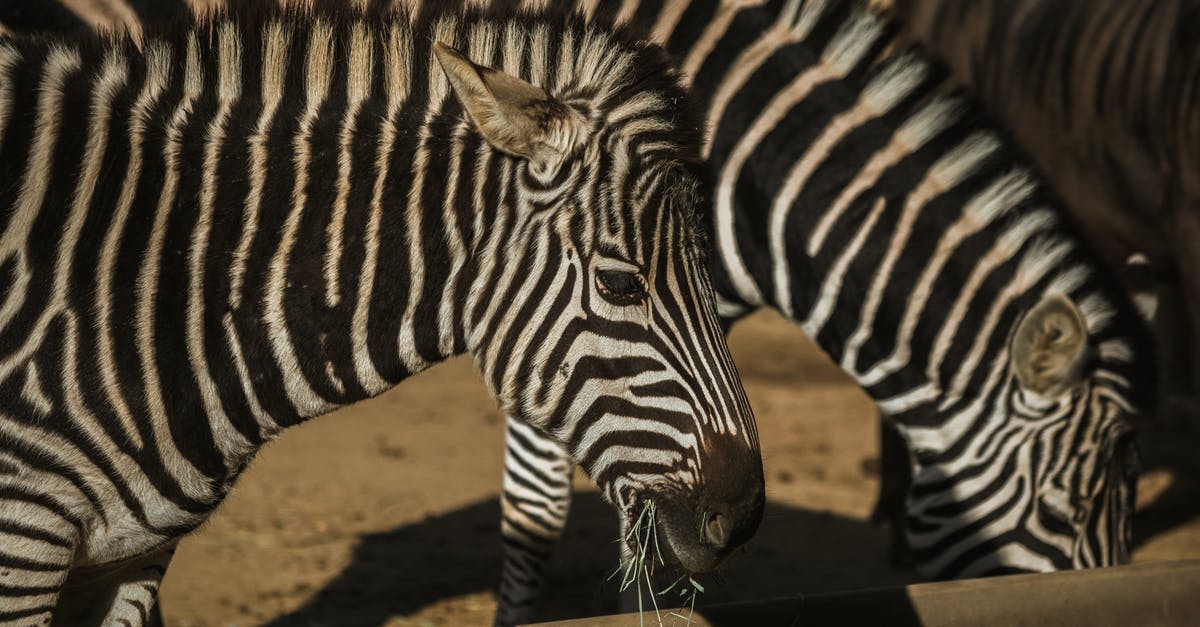 Why was Marla's life in danger according to The Narrator? - Wild zebras eating grass in zoological park