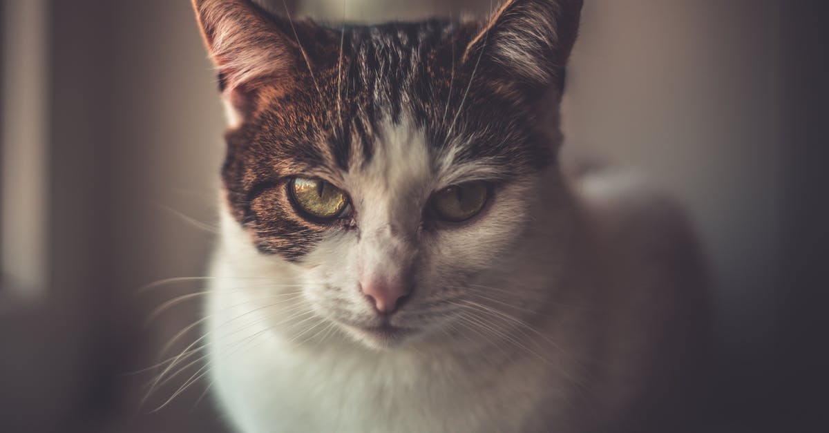Why was Rosie's face not shown? - Shallow Focus Photo of White and Brown Cat