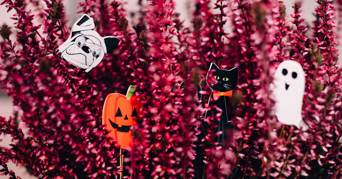Why was the mummy afraid of cats - Halloween Decors on Plant
