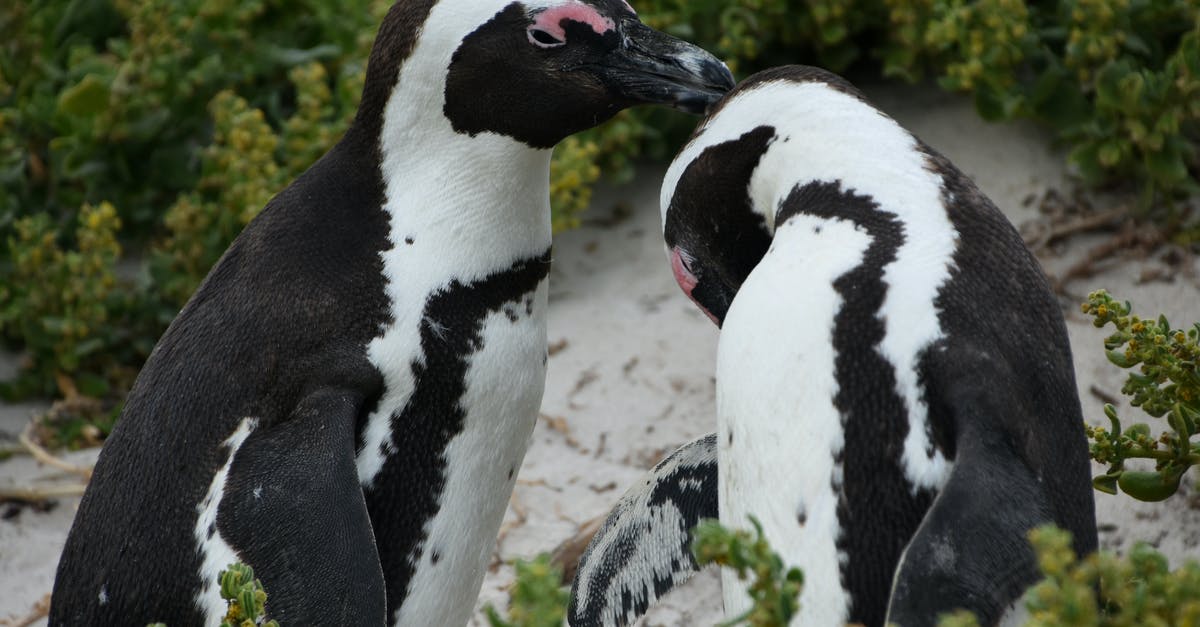 Why was the Samaritan facility in South Africa instead of somewhere much closer? -  Two Adorable Penguins 