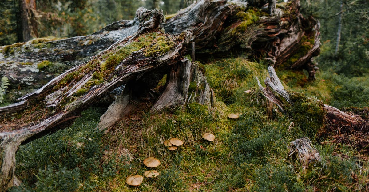 Why was Thomas sent to the Glade? - Damaged old tree covered with moss near green herb and mushrooms in forest in summer