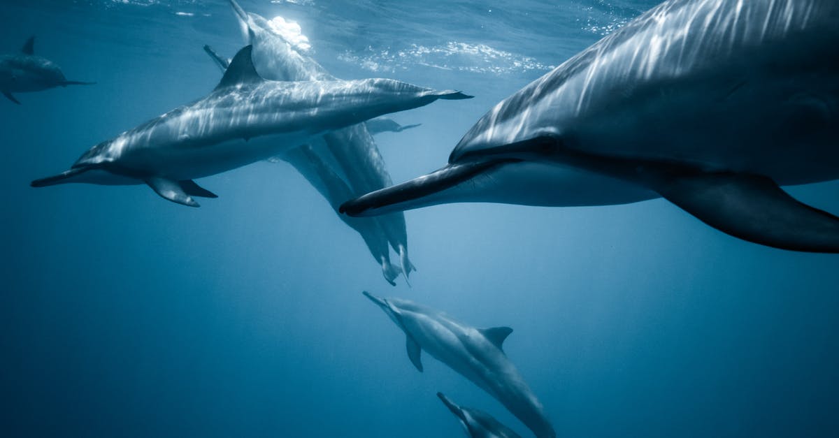 Why were the Miami Dolphins chosen to be portrayed? - Photo of Pod of Dolphins