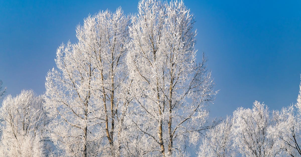 Why weren't the Birches also being charged? - Frost Branches of Birch Trees During Winter
