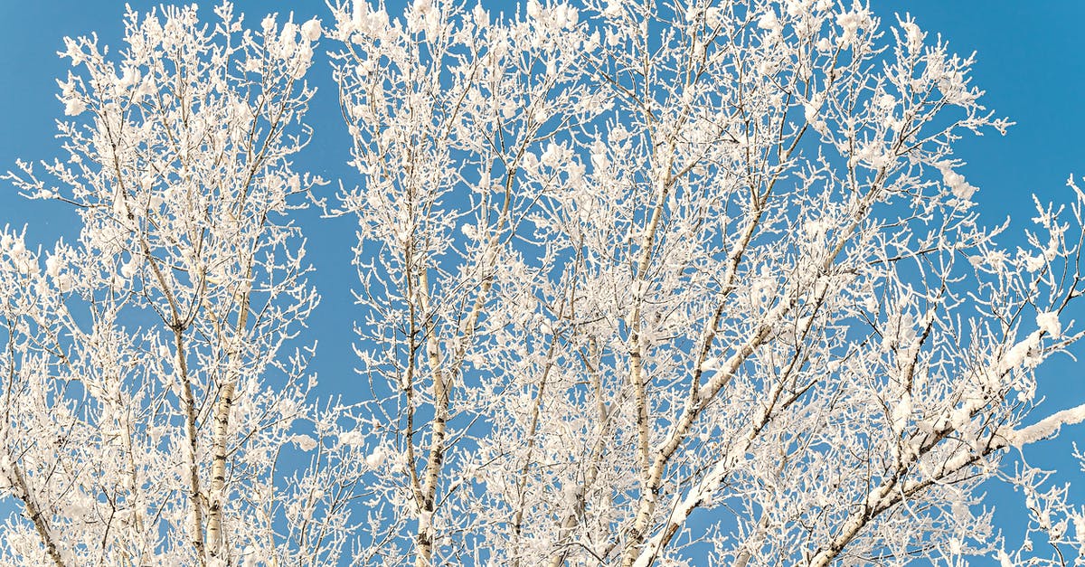 Why weren't the Birches also being charged? - Hoarfrost on Tree Branches During Winter